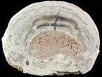 Wide Stromatolite Covered Petrified Wood Limb - California #47051-1